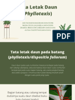 Filotaksis (Tata Letak Daun) Kelompok 8