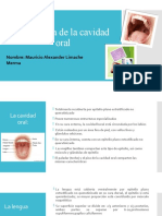 Histología de La Cavidad Oral