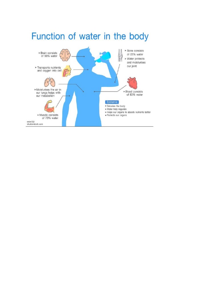 Function of Water in The Body PDF