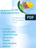 Anatomy of Eukaryotes: J.Daphne Joy Kiruba B.SC Microbiology 1 Year