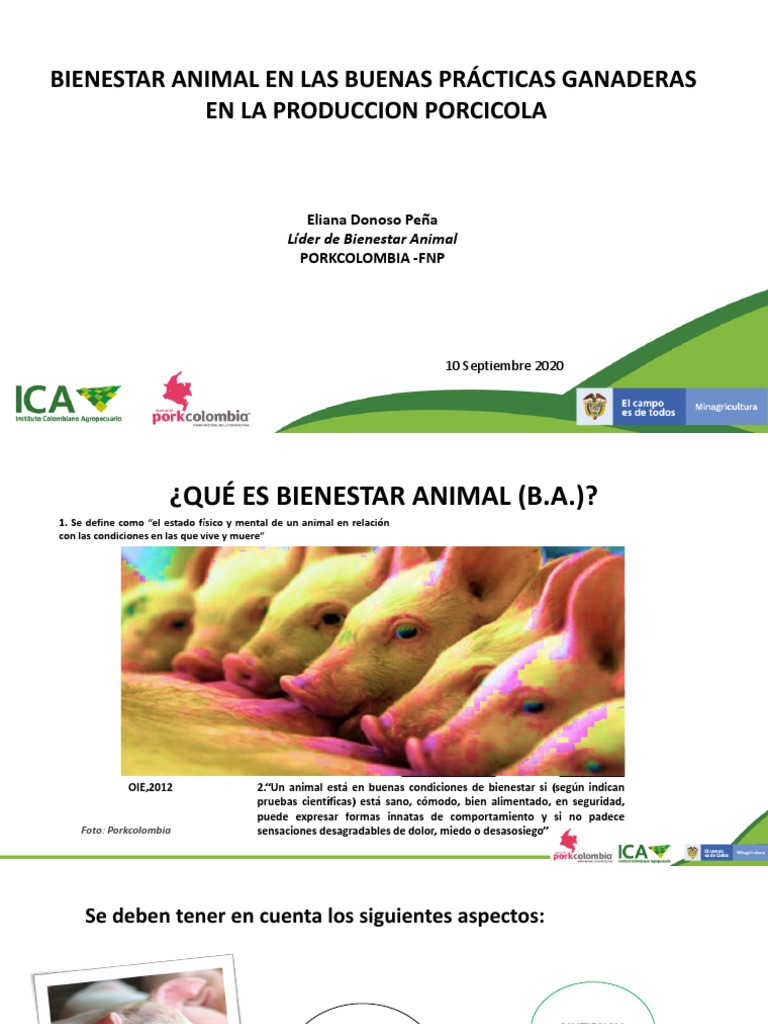 Bienestar Animal en Porcicultura | PDF | Bienestar de los animales | Vacas
