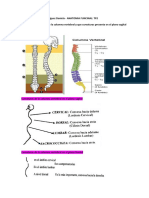 Anatomia Funcional. Tp2. Daniela Rodriguez. 1er Año