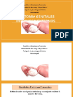 Anatomia de Genitales Externos e Internos