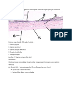 Soal Histologi