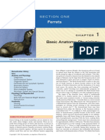 Ferrets: Basic Anatomy, Physiology, and Husbandry