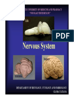 Nervoussystem(Author T.globa)