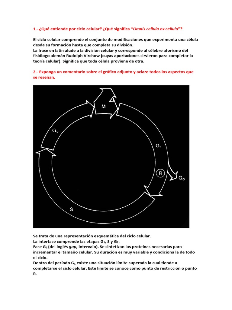 Ciclo Celular: Fases y Control del ADN | PDF | Ciclo celular | Mitosis