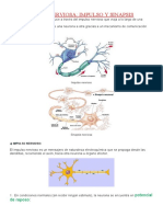 Transmisión Nerviosa