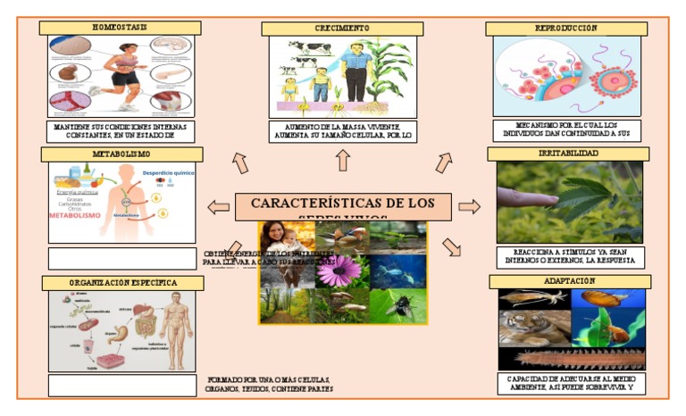Organizador Visual de Seres Vivos | PDF