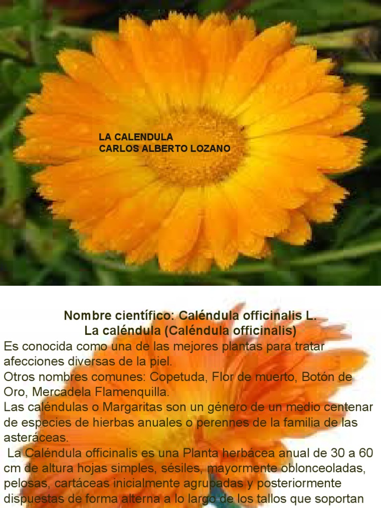 caracter-sticas-y-usos-de-la-cal-ndula-pdf-siembra-germinaci-n