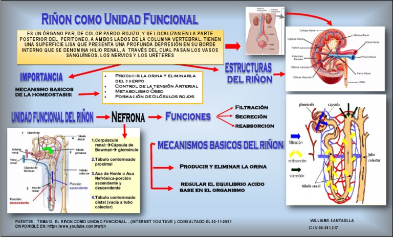 Infografia Riñon Como Unidad Funcional | PDF