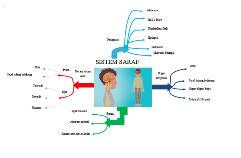 Mind Mapping Sistem Saraf New | PDF