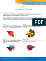 Siamese Betta Guide To Variations