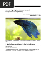 Siamese Fighting Fish (Betta Splendens) : Ecological Risk Screening Summary