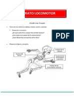 Aparato Locomotor WS