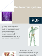 The Nervous System: Comanici Alina M2121