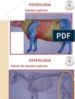 1S2009 - Osteologia-Membros Pelvinos