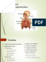 A Légzés Szervrendszere