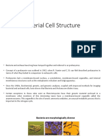 Bacterial Cell Structure