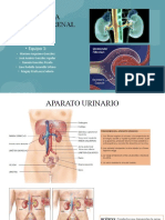 Anatomia Fisiológica Del Riñon 1