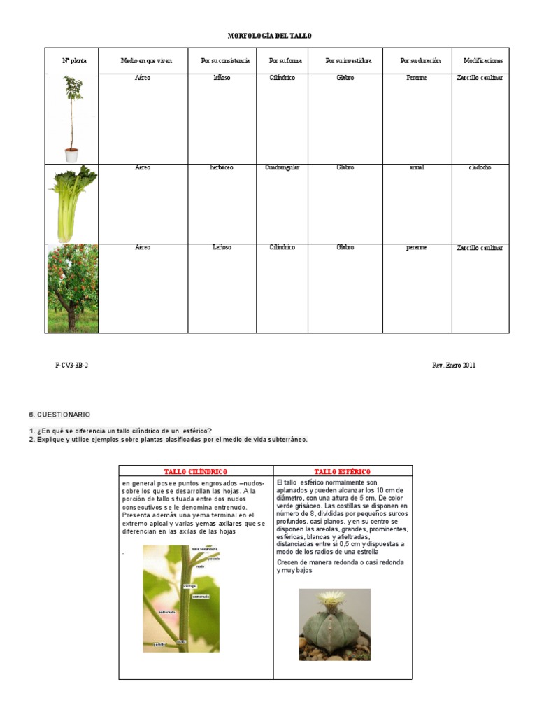 Tipos de tallos en plantas: aéreo y subterráneo | PDF | Tallo de la ...