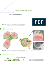 Filtracion Glomerular