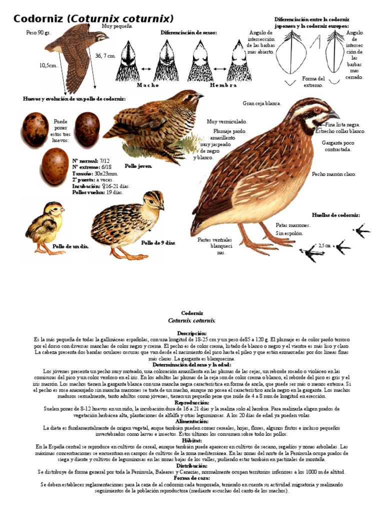 Características y reproducción de codornices | PDF | Aves | Ornitología