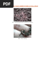 Download Budidaya Cacing Tanah Lumbricus Rubellus Skala Besar by Rachmat_Chusnu_6072 SN53754953 doc pdf