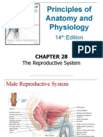 Chapter 28 The Reproductive System