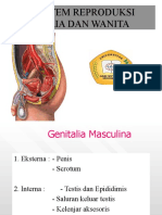 Pertemuan Vii Reproduksi Pria Dan Wanita