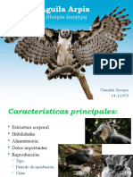 Águila Arpía.