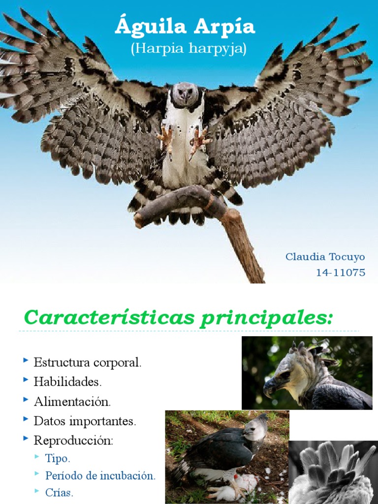 Águila Arpía. | PDF