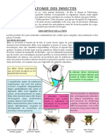 ANATOMIE DES INSECTES