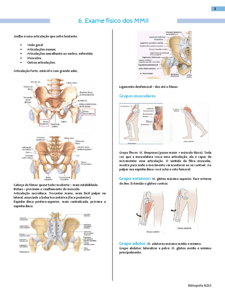 Exame Físico Dos MMII | PDF | Joelho | Anatomia dos membros inferiores
