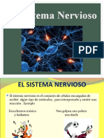 Sistema Nervioso