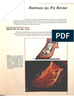 Anatomía Del Pie Bovino