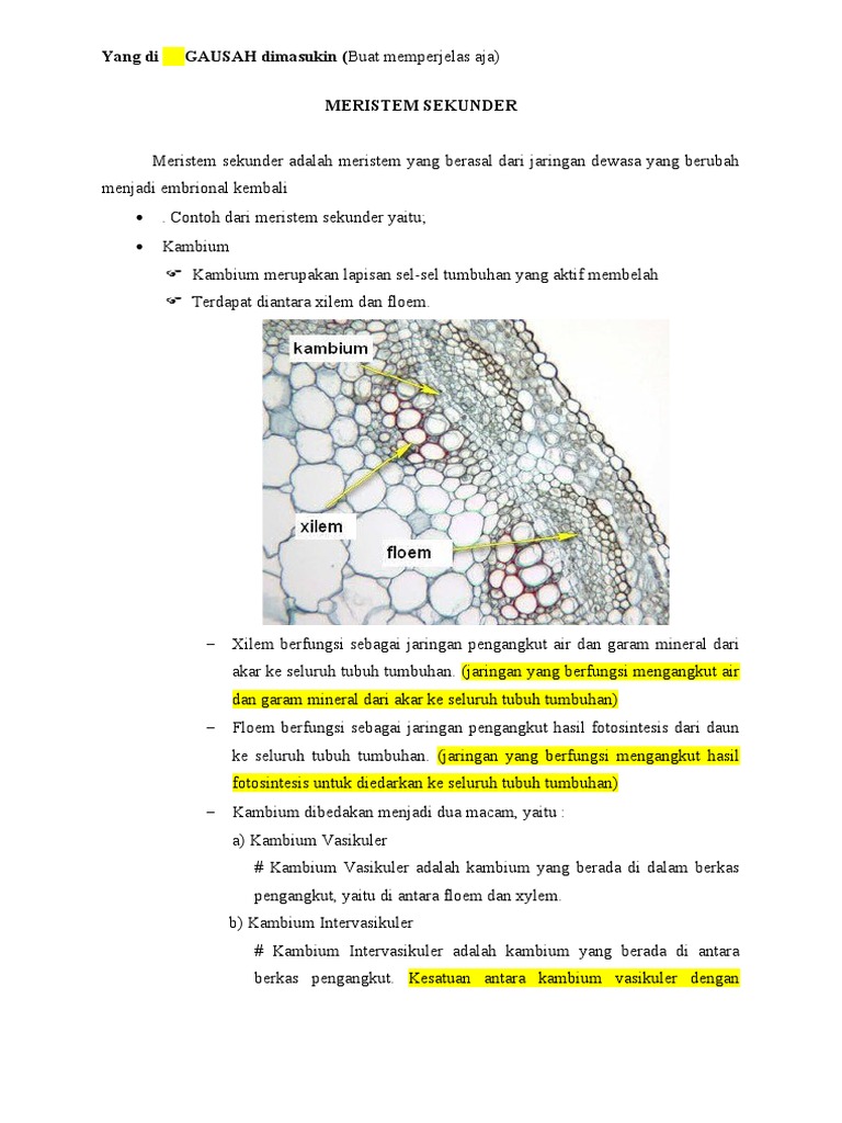 Meristem Sekunder | PDF | Sains & Matematika