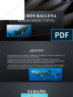 Tiburón Ballena