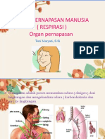 1333 - File - PPT PERNAPASAN 1