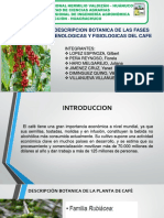 Exp - Descripcion Botanica de Las Fases Fenologica y Fisiologicas Del Cafe