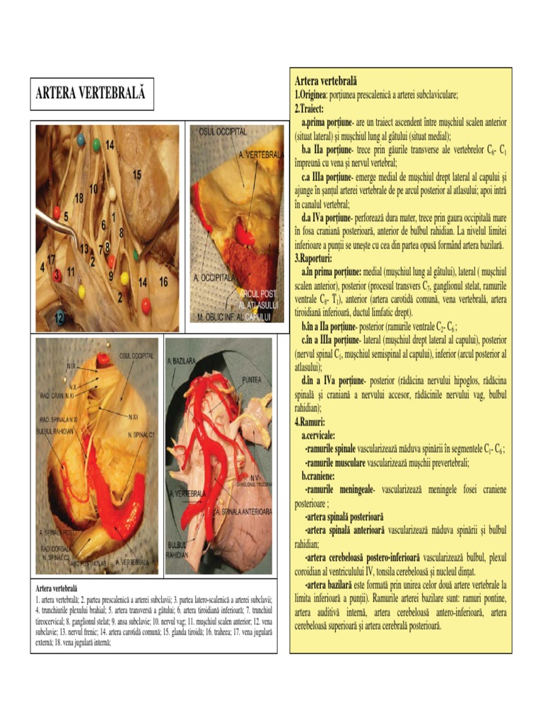Artera Vertebrala | PDF