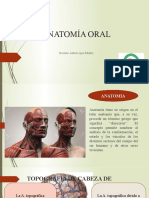 Anatomía Oral