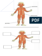 Sistema Muscular