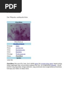 Download penicillium by NiSsa SAng Pujaanhatinya SN53796090 doc pdf