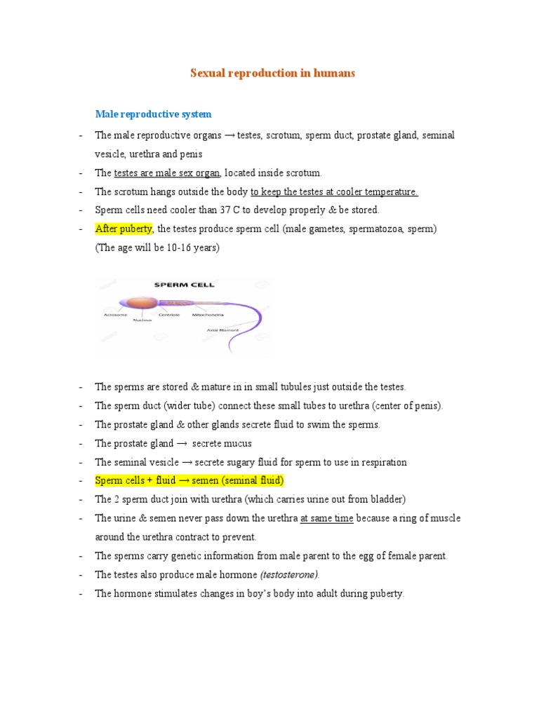 Sexual Reproduction in Humans | PDF | Reproductive System | Vagina