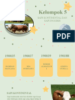 Kel 5 Sapi Kontinantal Dan Sapi Inggris