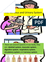 0414 The Nervous and Urinary System