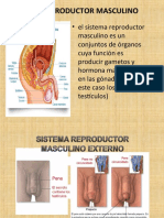 SISTEMA REPRODUCTOR MASCULINO EXTERNO Jovanna