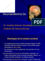 Neuroanatomia 2-1