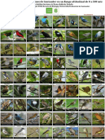 Poster Aves Passeriformes de Santander de 0 A 500 M (Parte 3)